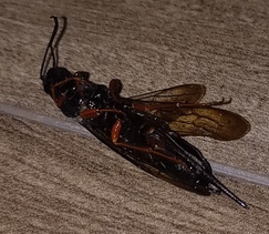 Sirex cyaneus