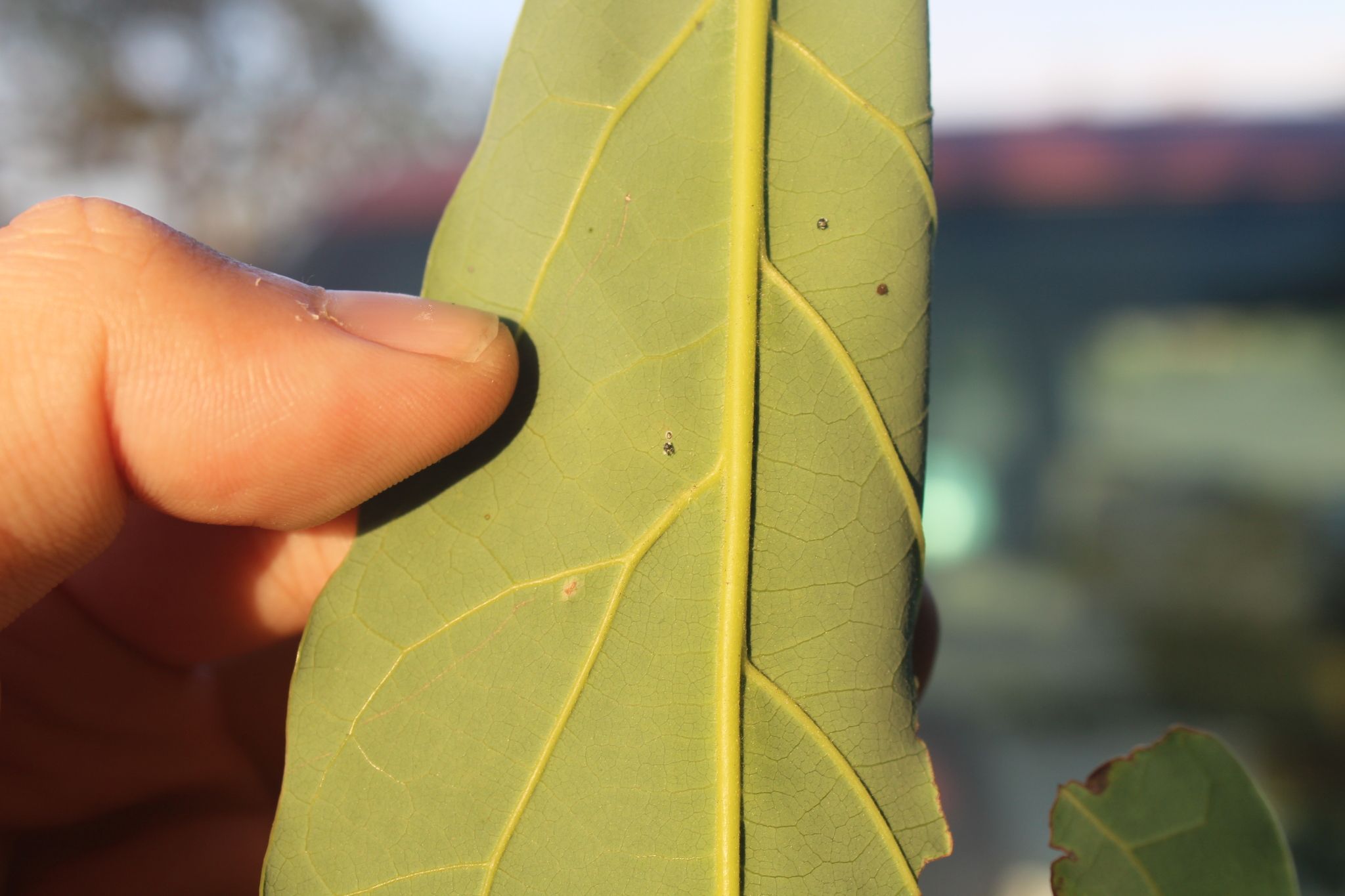 Tetraleurodes perseae