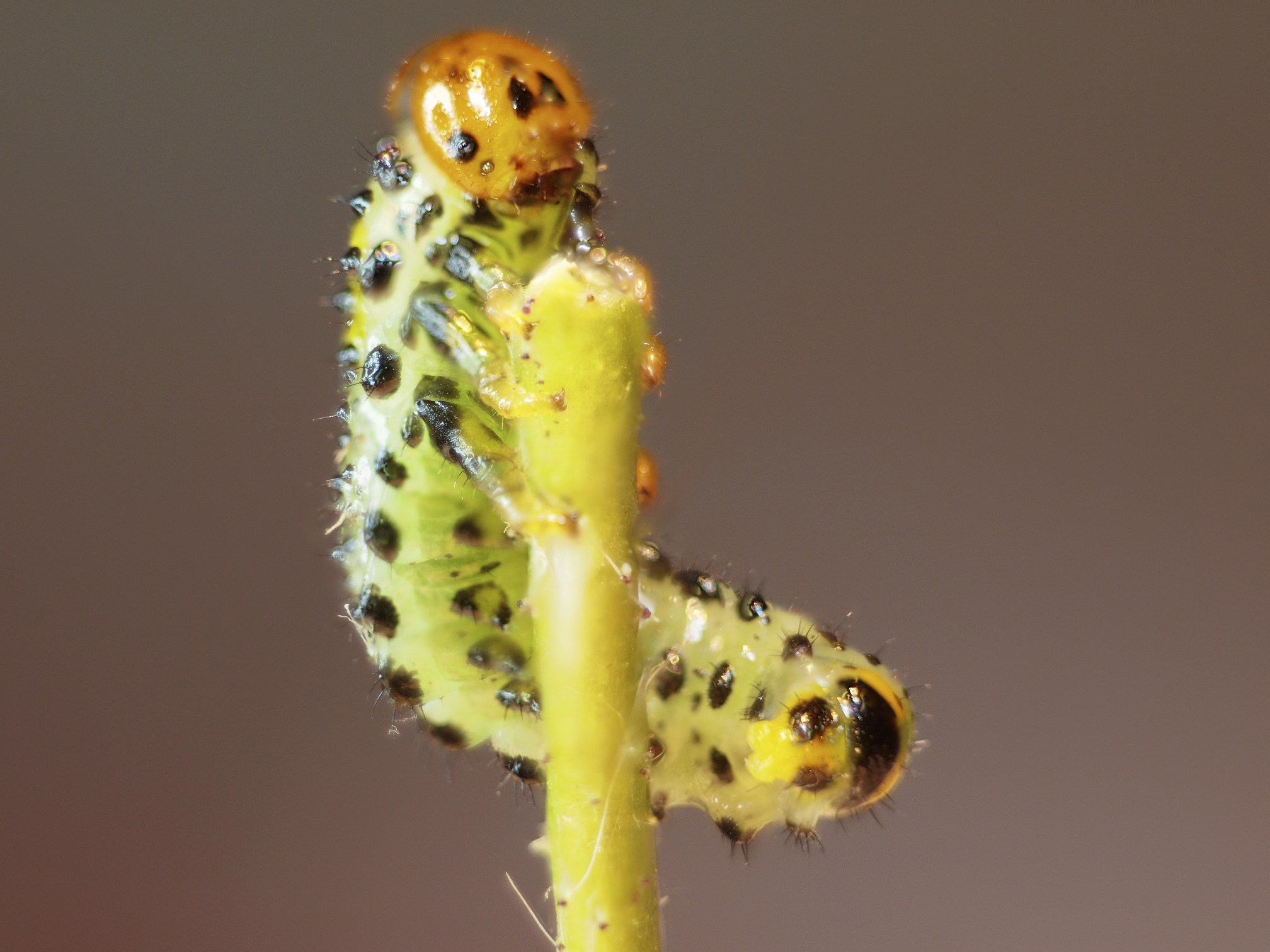 Tenthredo