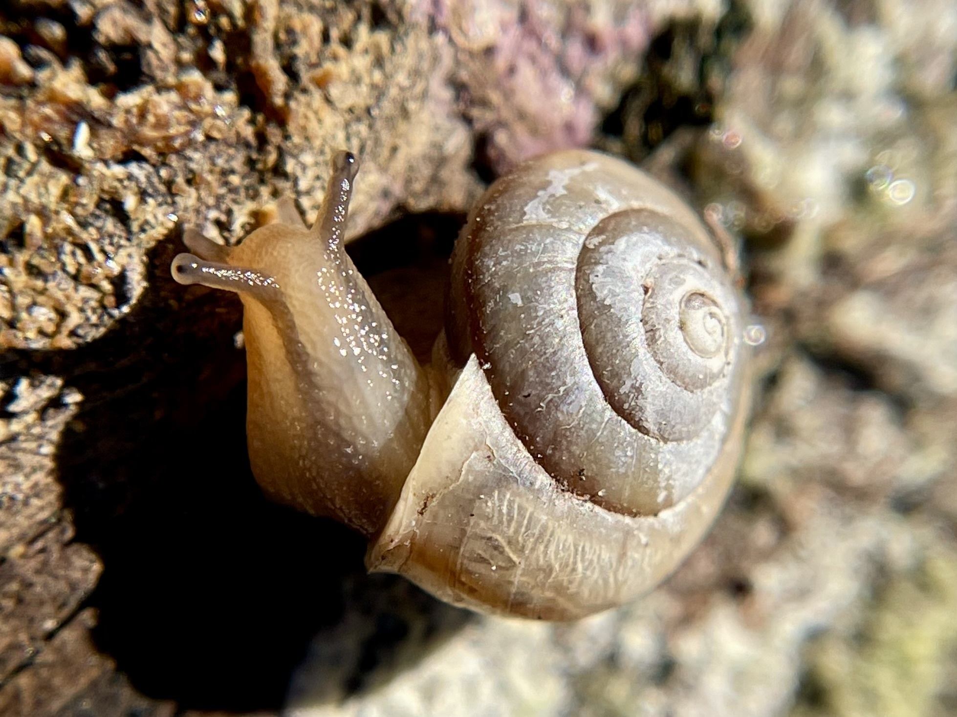 Bradybaena similaris