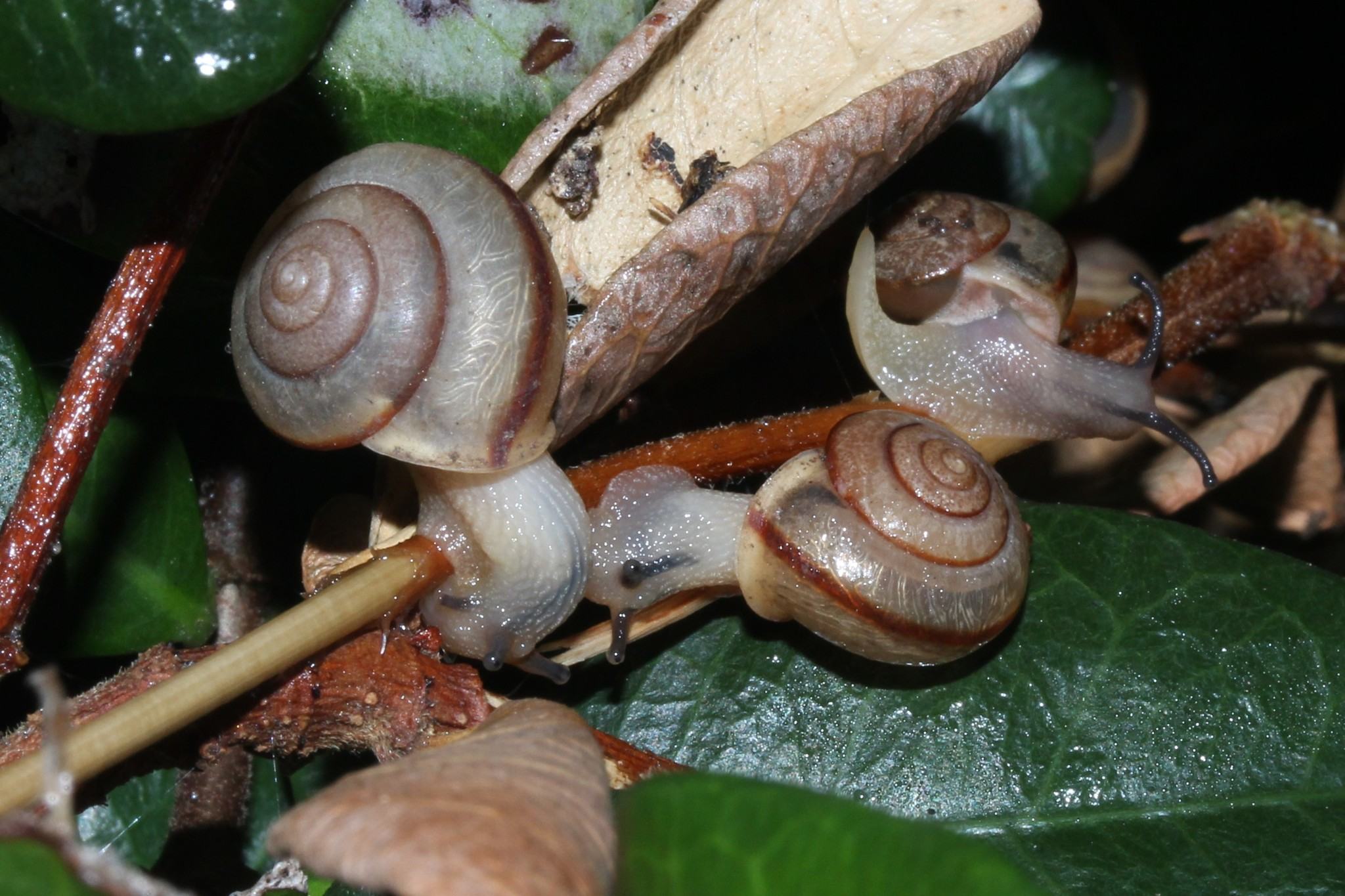 Bradybaena similaris