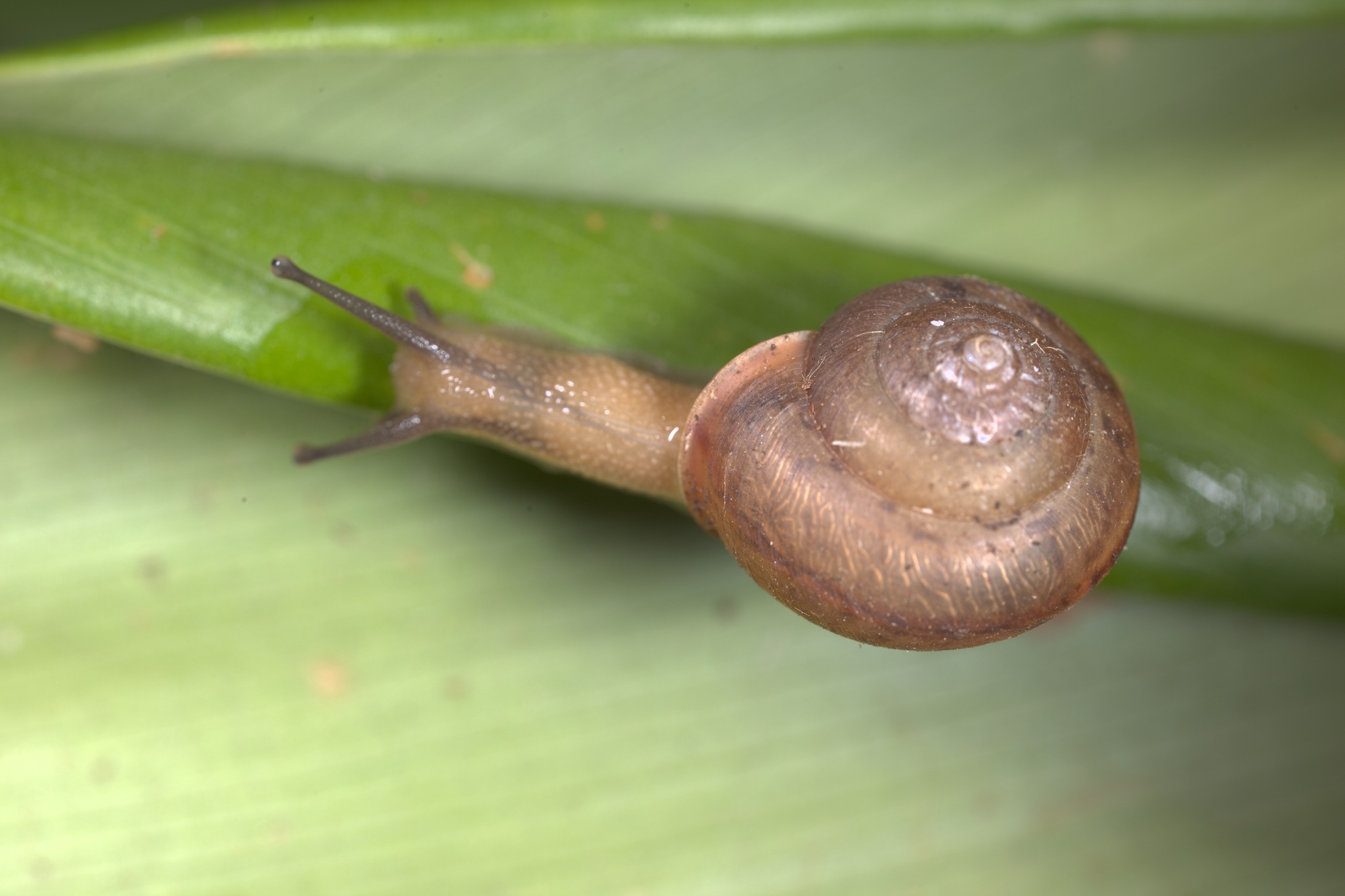 Bradybaena similaris