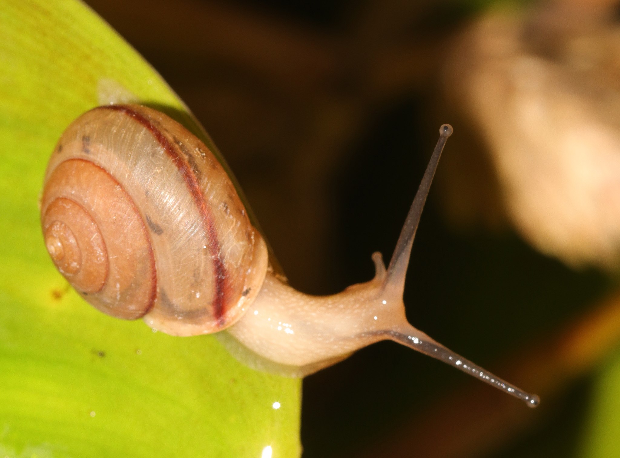 Bradybaena similaris