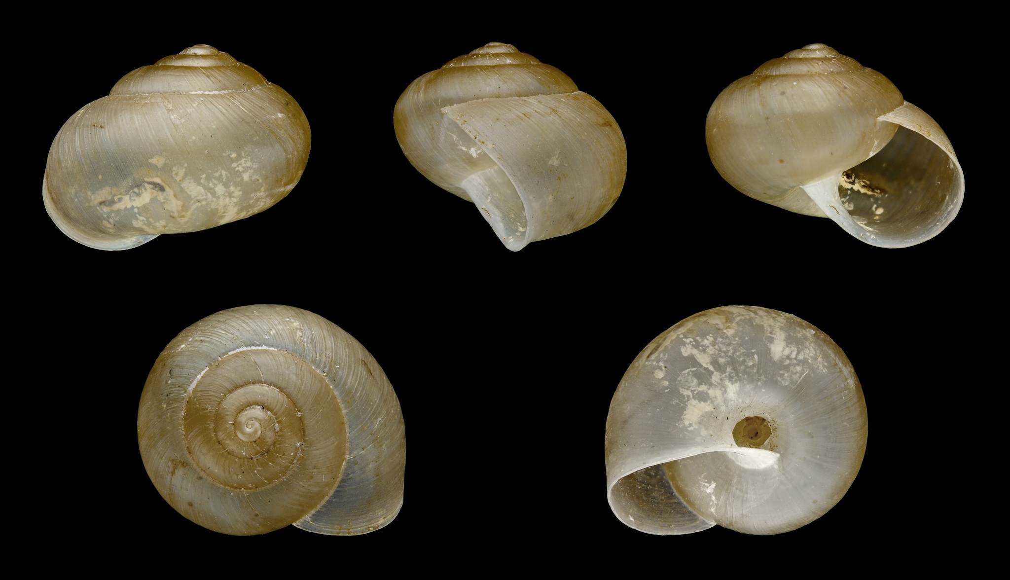 Bradybaena similaris