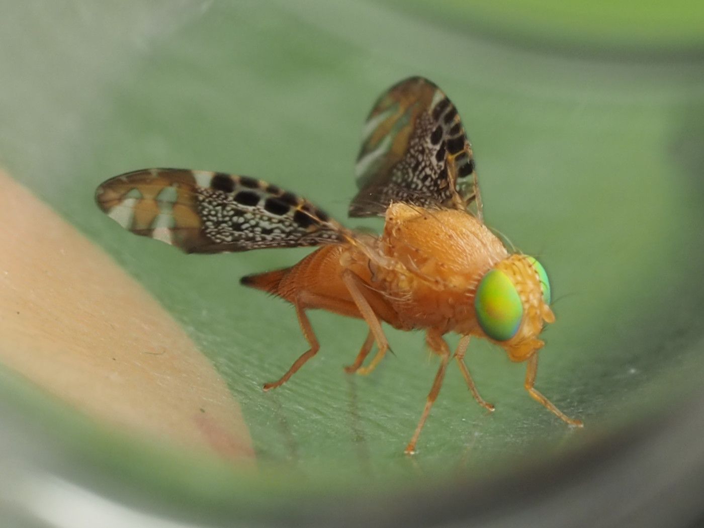 Acrotaenia testudinea
