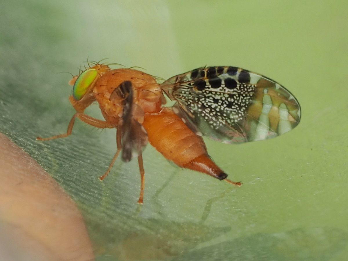 Acrotaenia testudinea