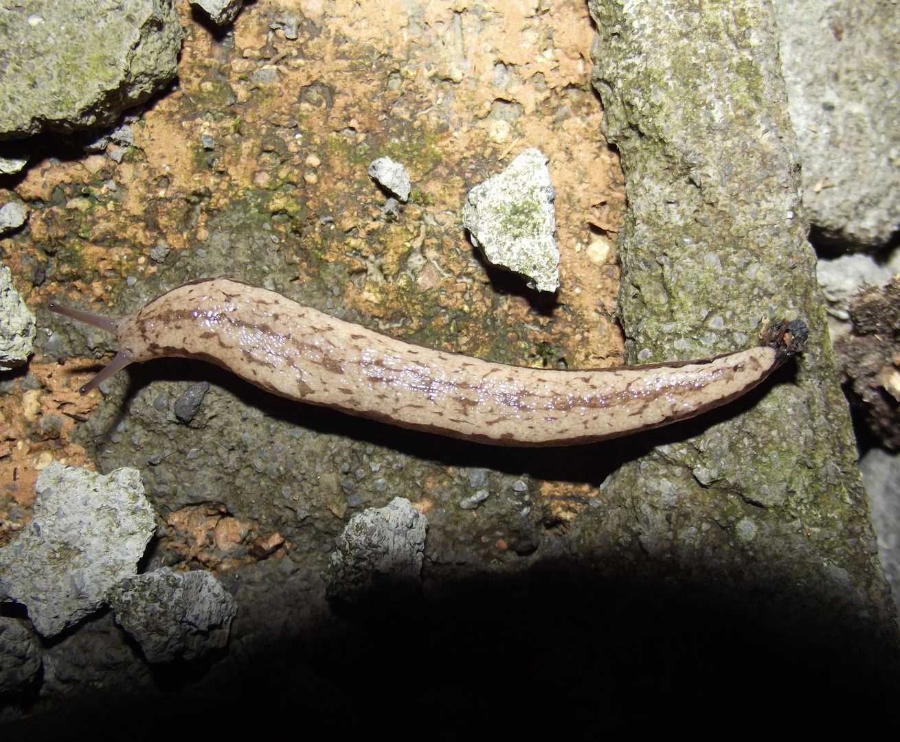 Meghimatium pictum