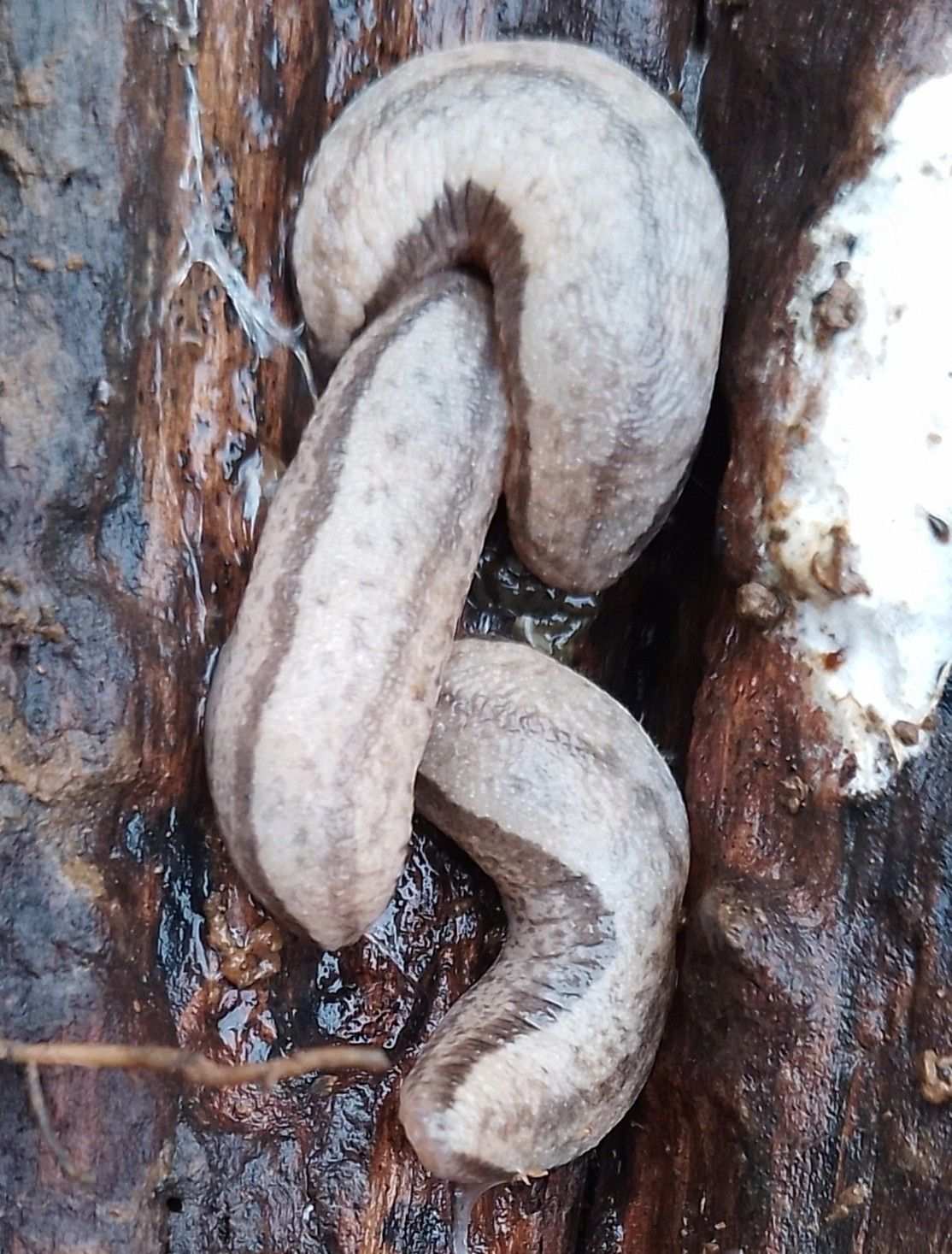 Meghimatium pictum