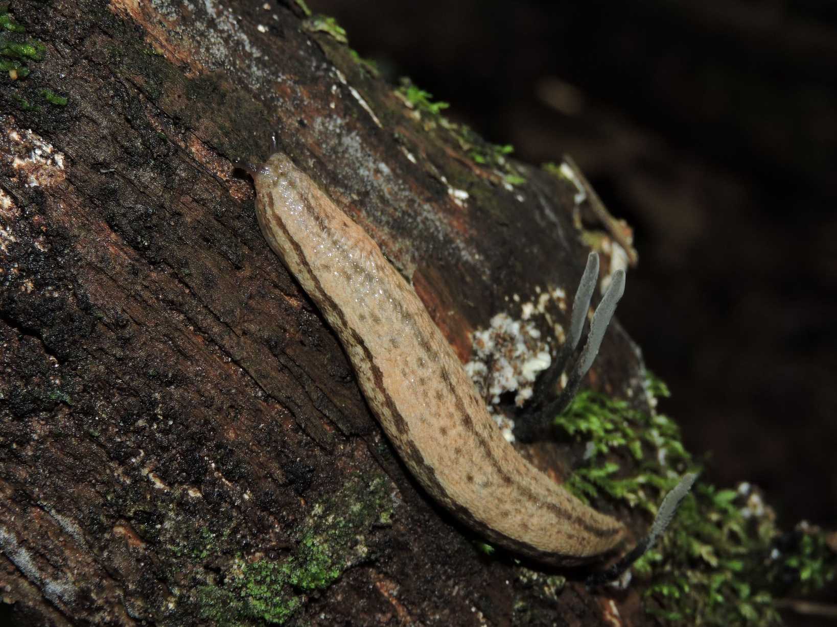 Meghimatium pictum