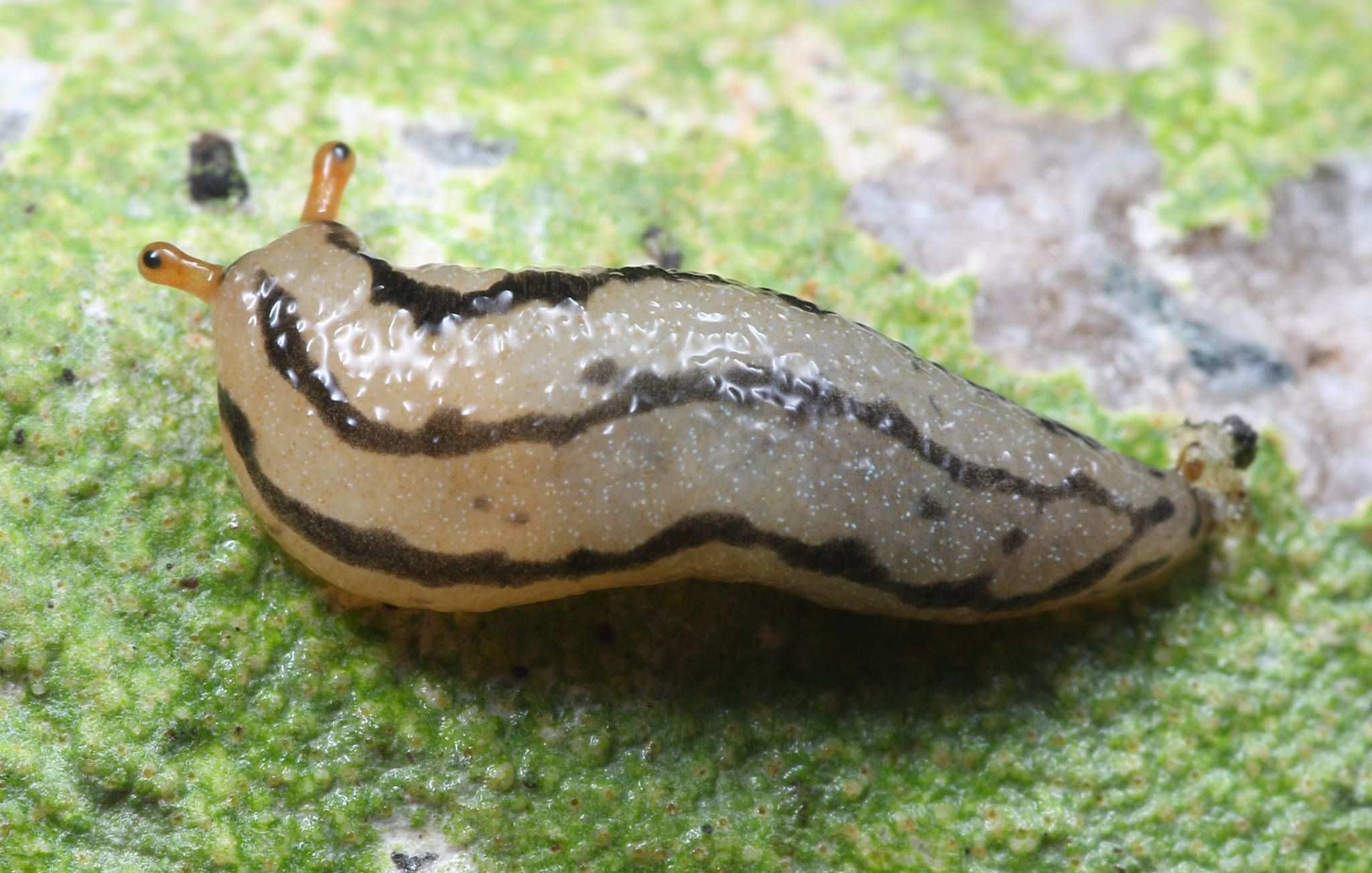 Meghimatium pictum