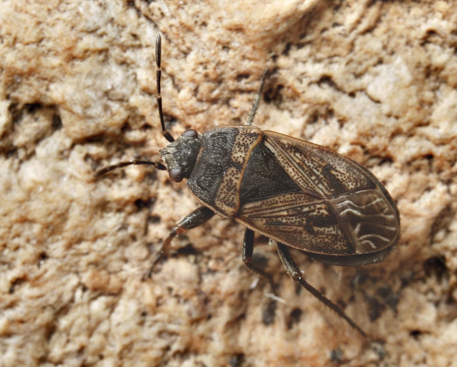 Trapezonotus