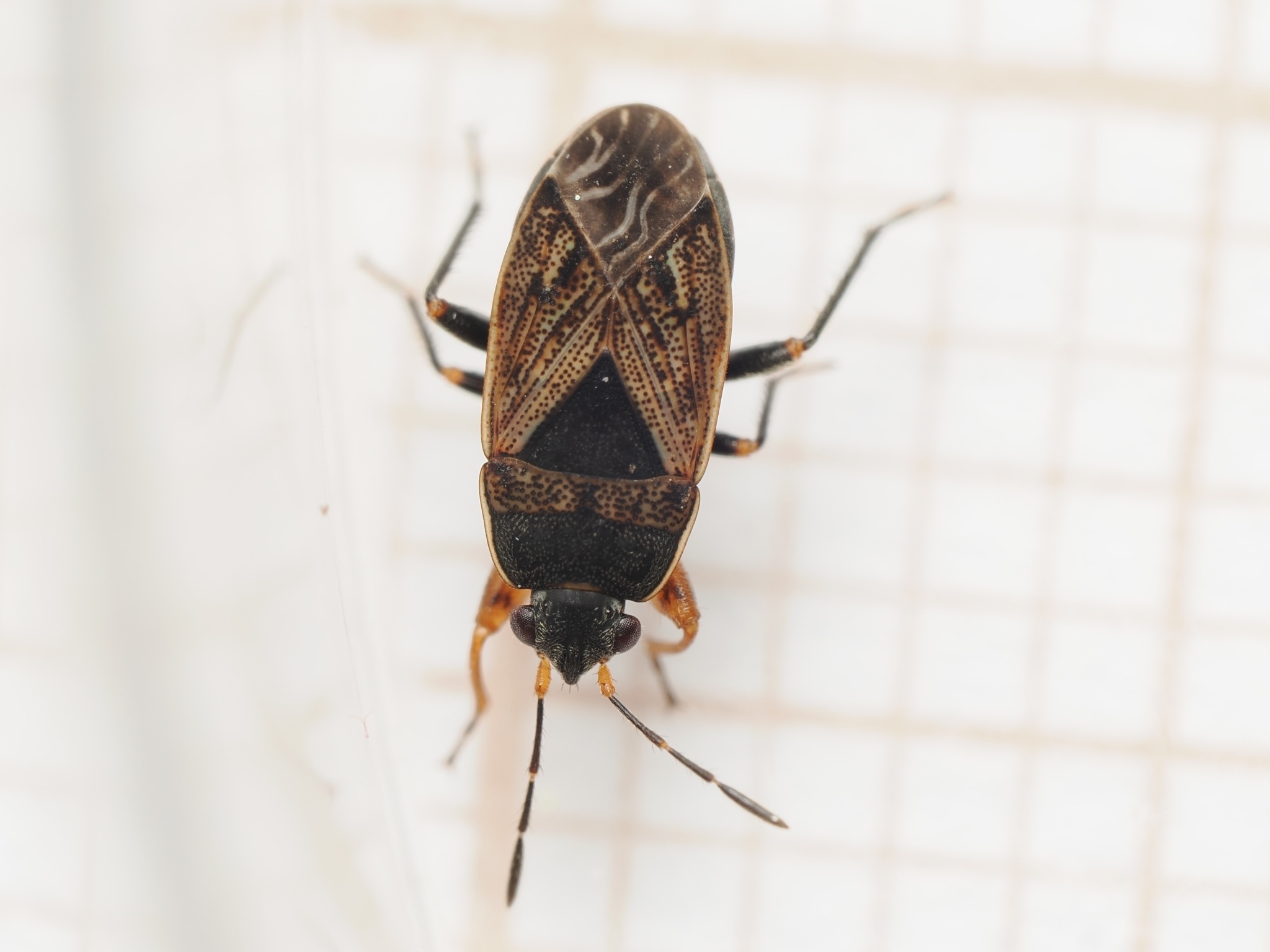 Trapezonotus