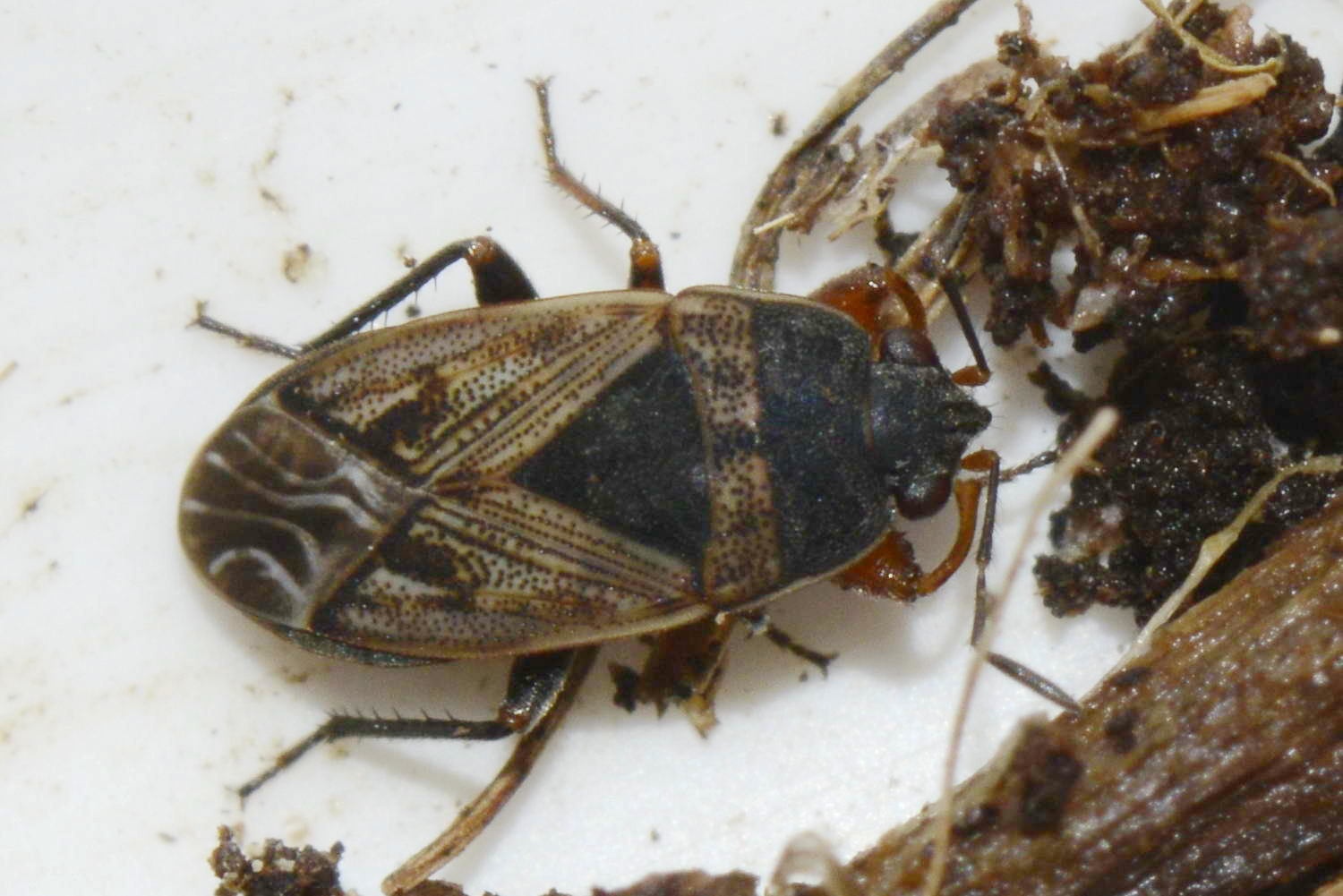 Trapezonotus