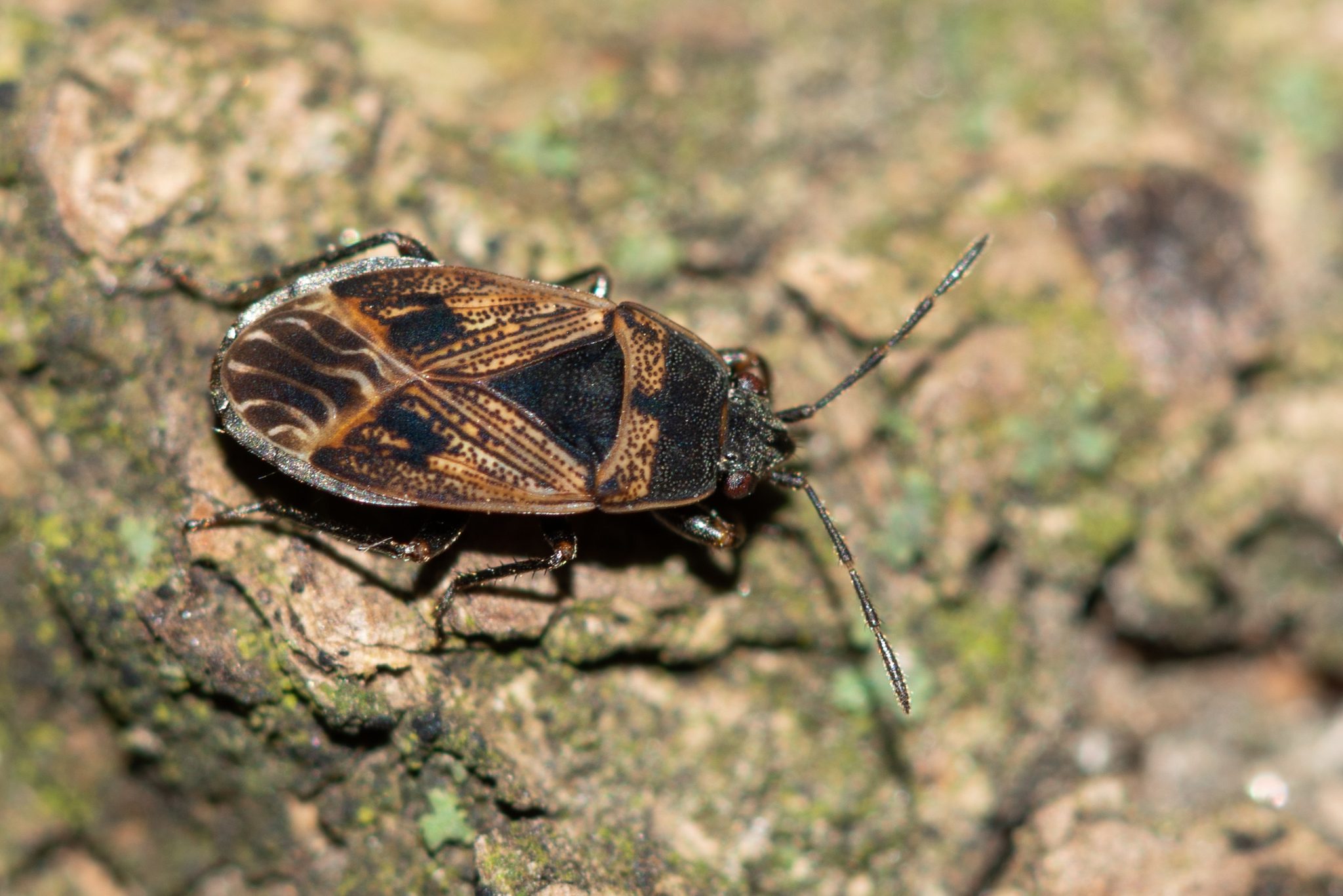Trapezonotus