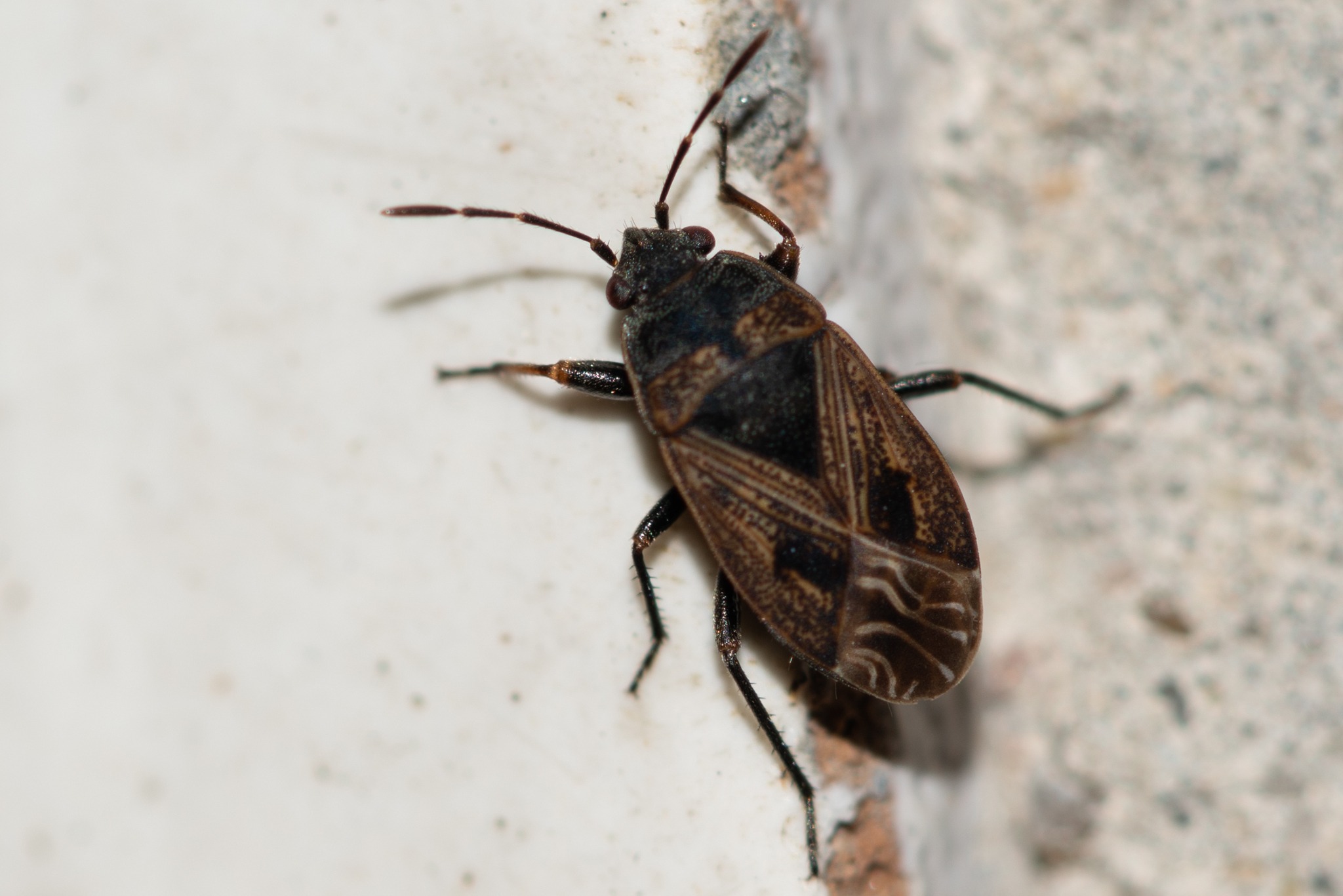 Trapezonotus