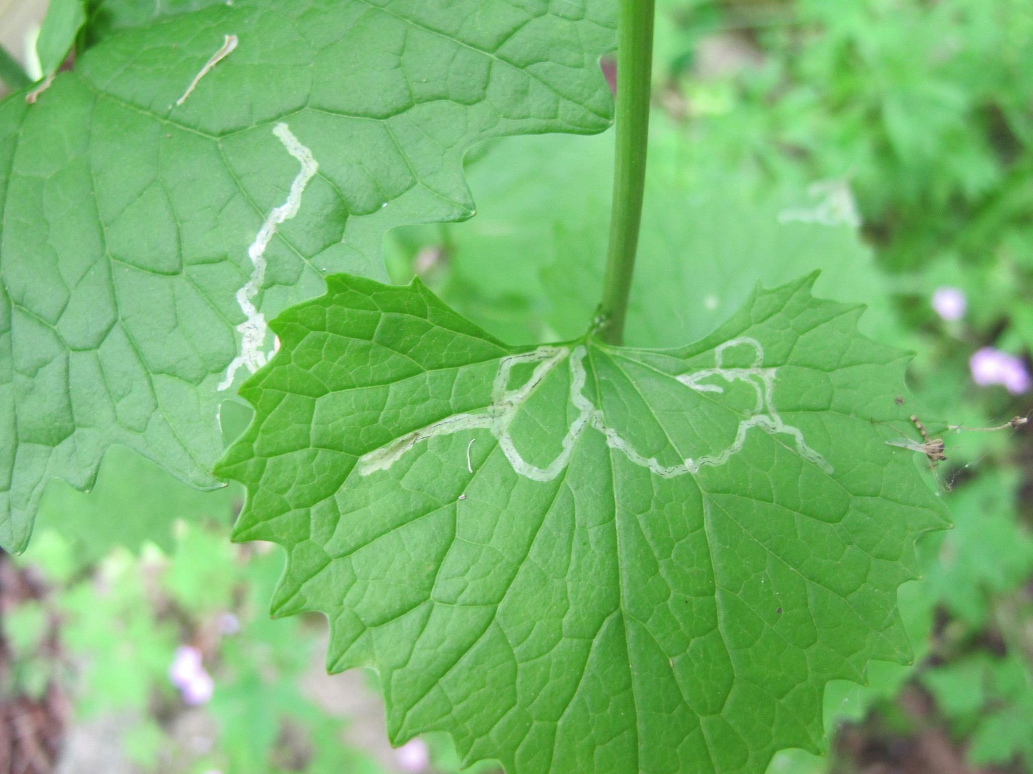 Liriomyza brassicae