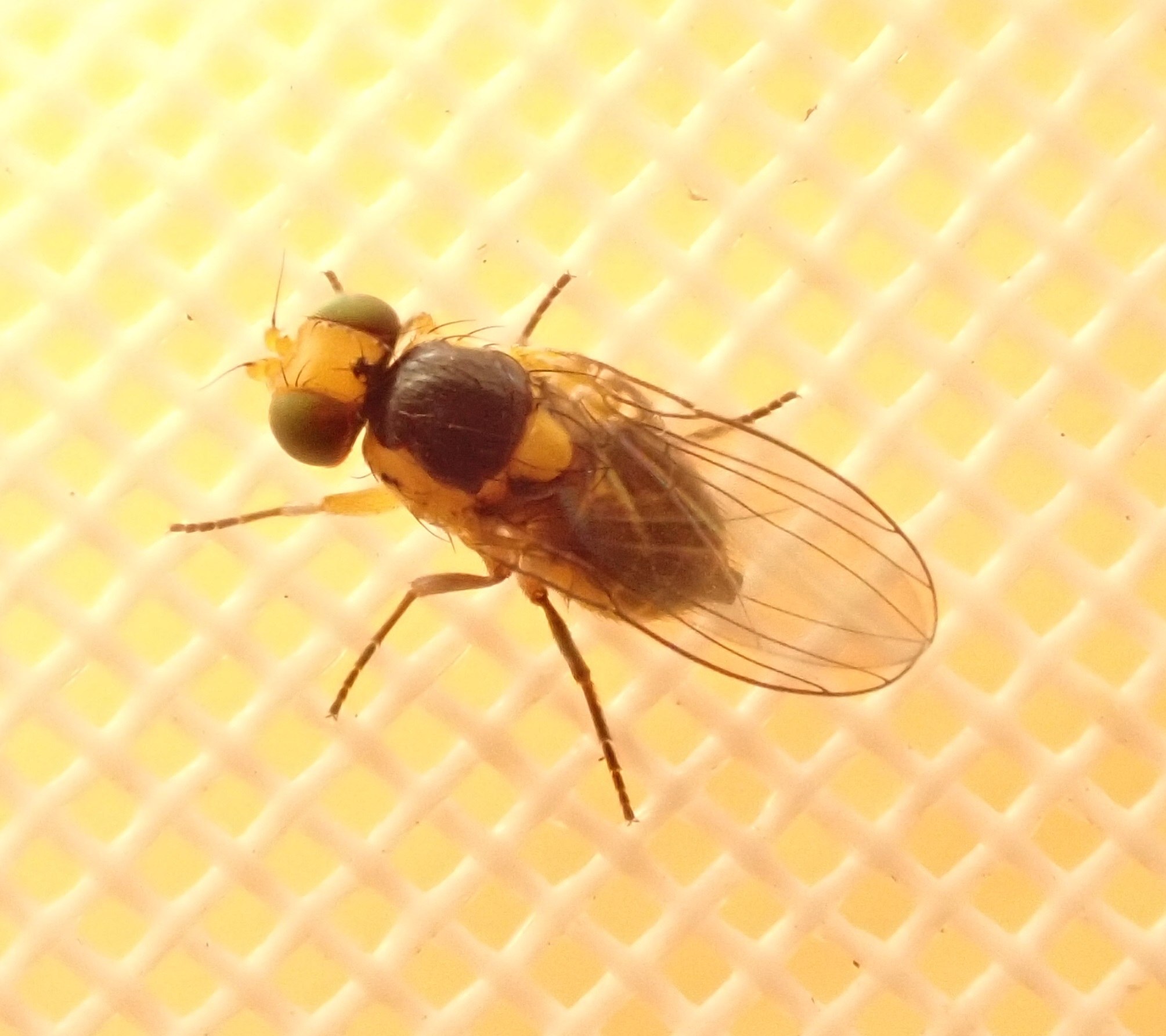 Liriomyza brassicae
