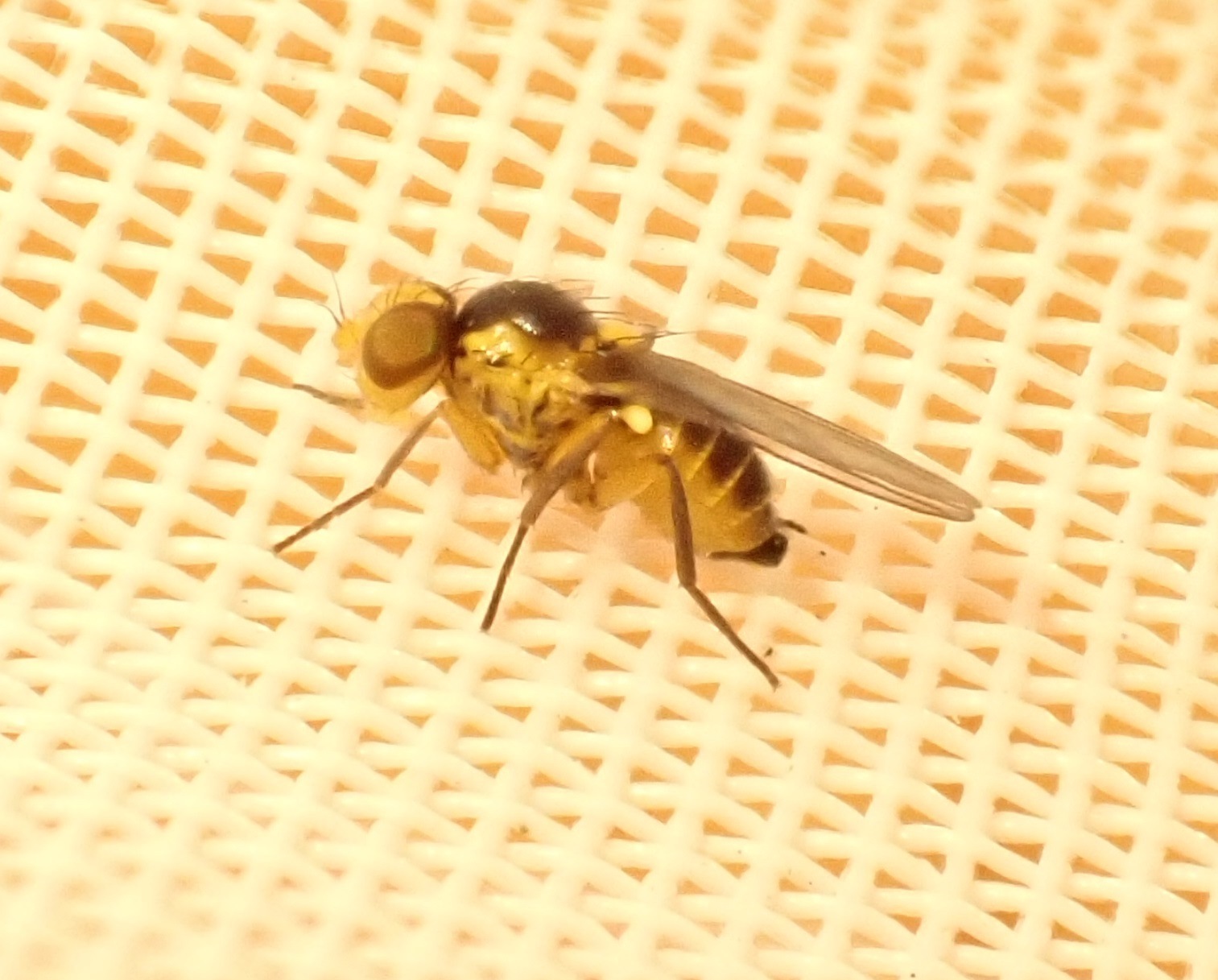 Liriomyza brassicae