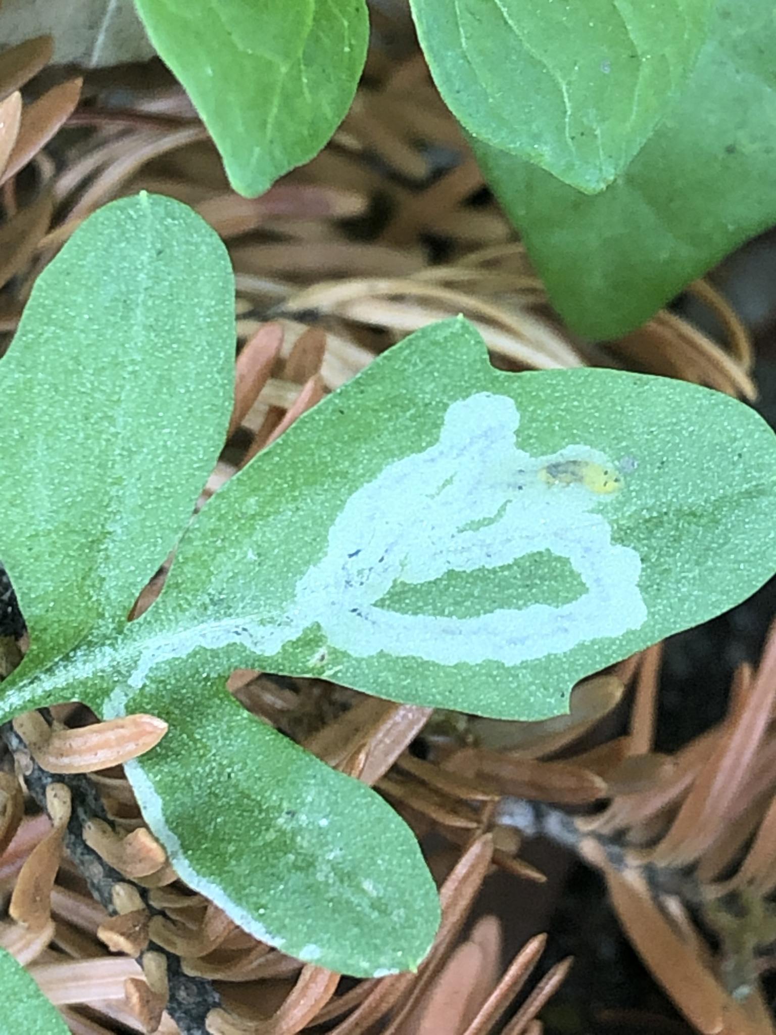 Liriomyza brassicae