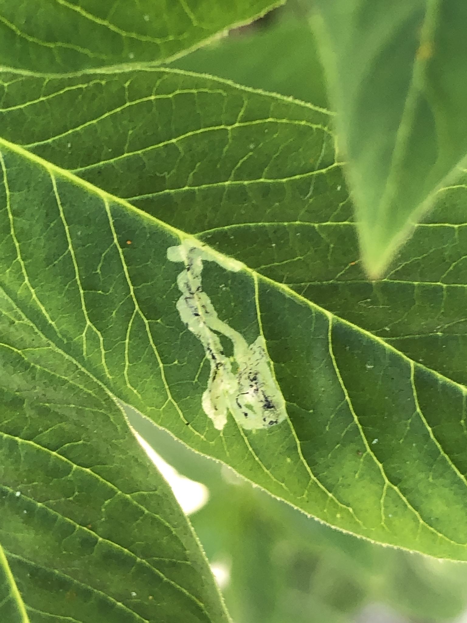 Liriomyza brassicae