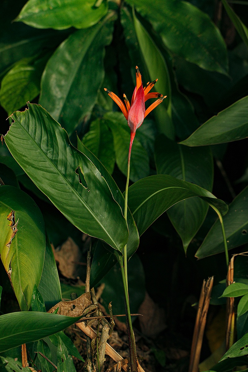 Heliconia psittacorum