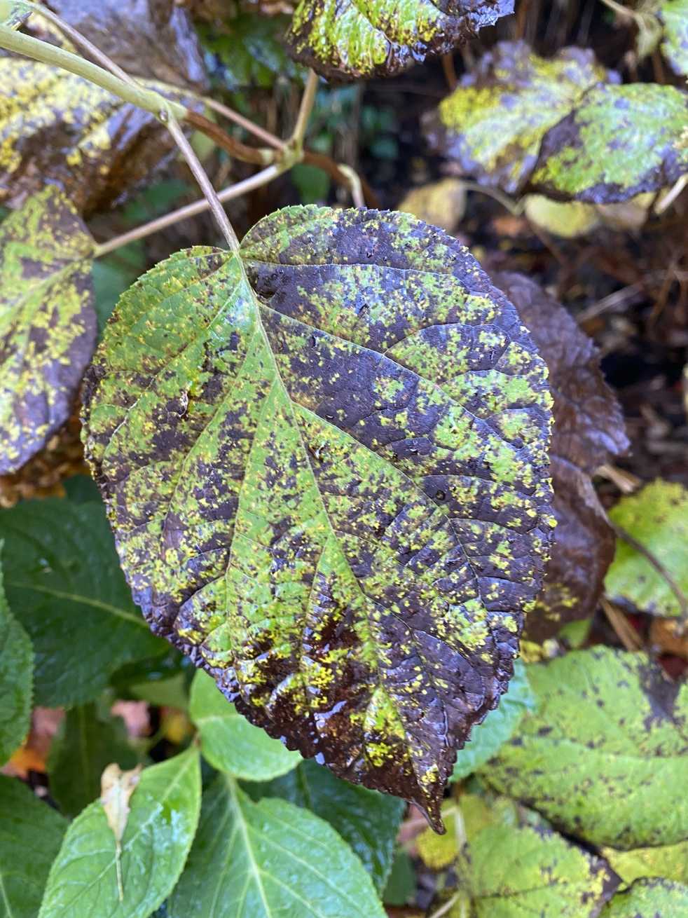 Pucciniastrum hydrangeae