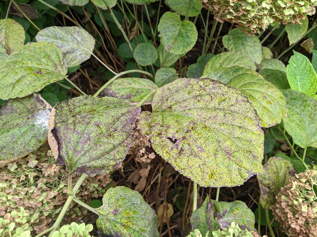 Pucciniastrum hydrangeae