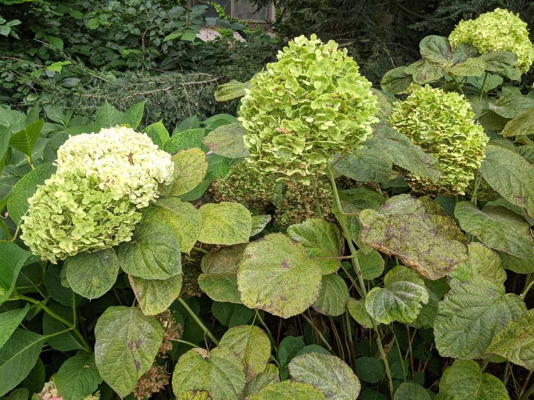 Pucciniastrum hydrangeae
