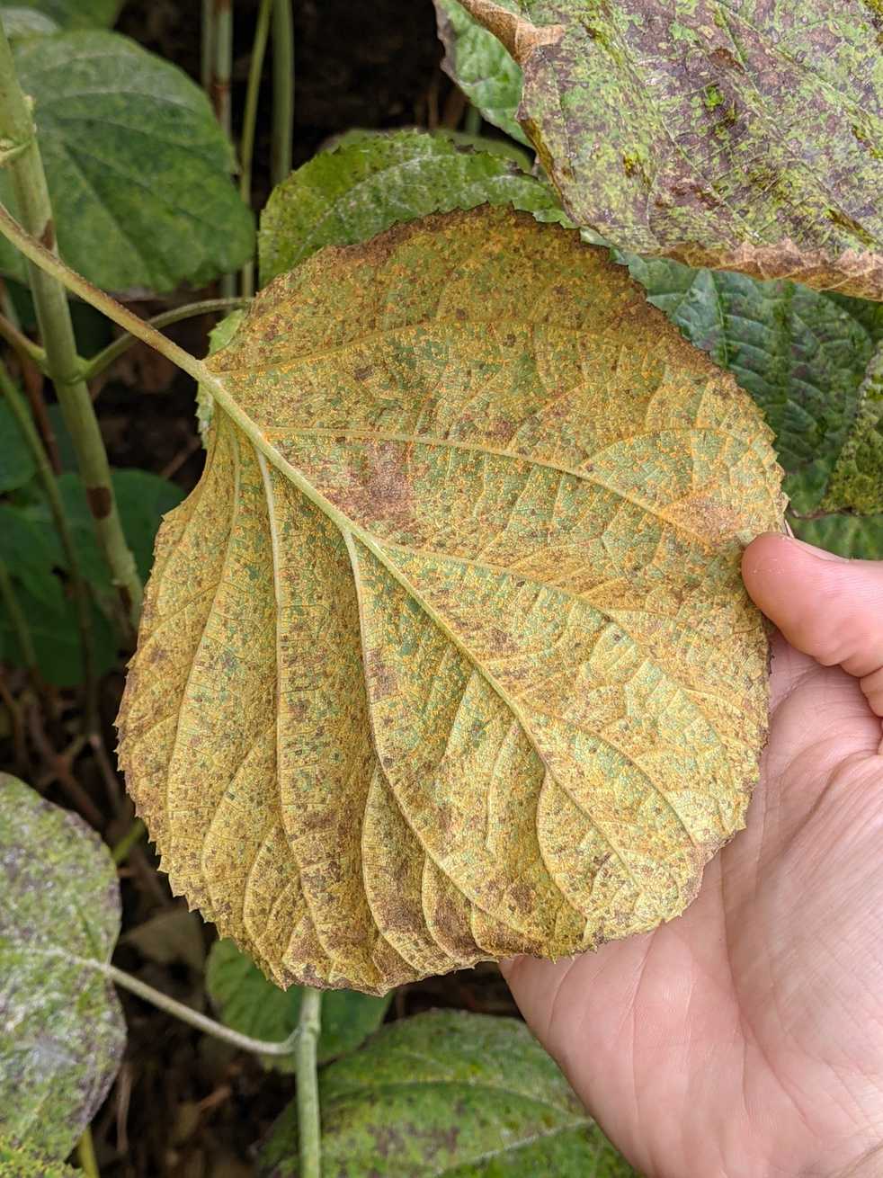 Pucciniastrum hydrangeae