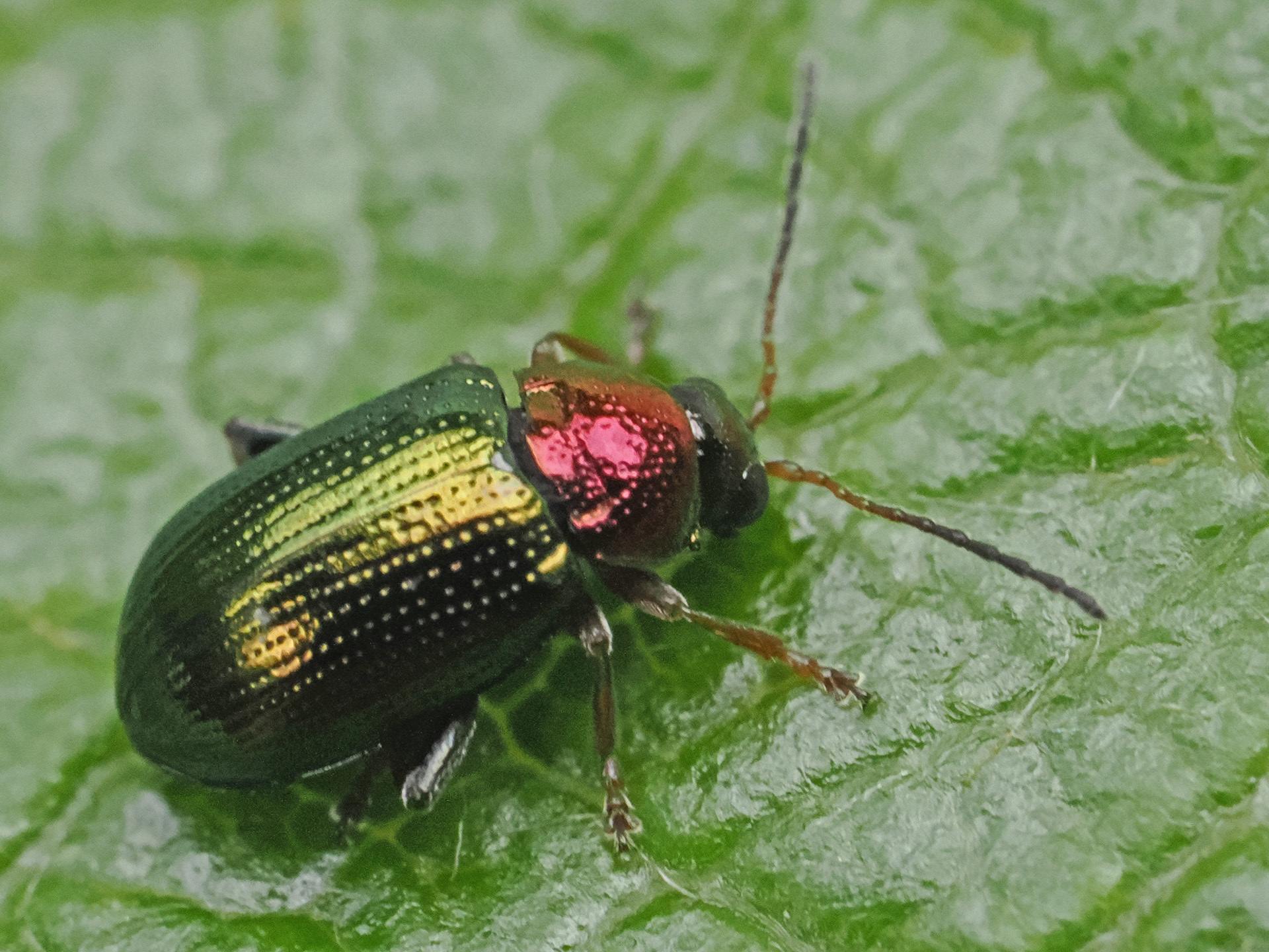 Crepidodera