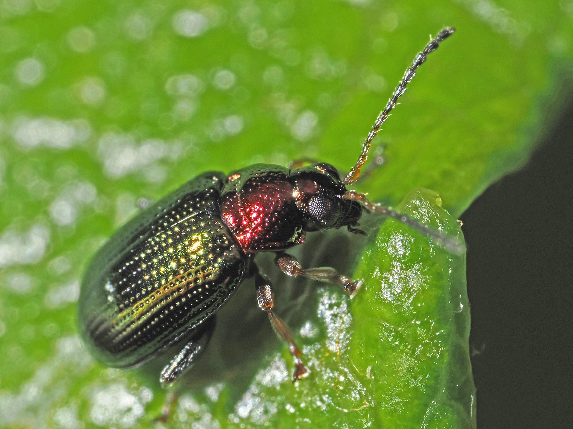 Crepidodera