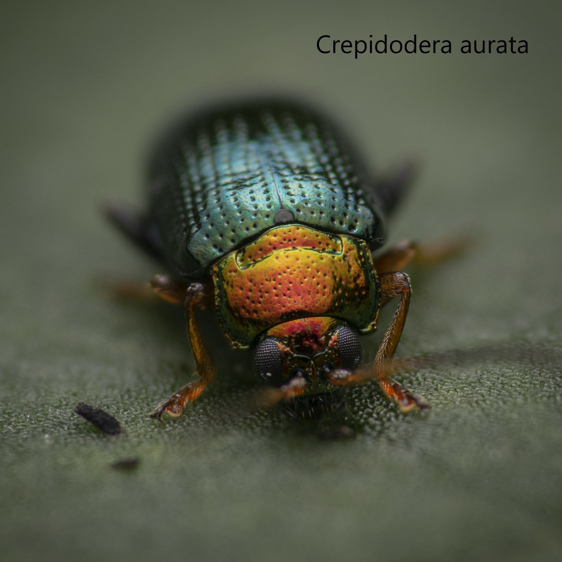 Crepidodera