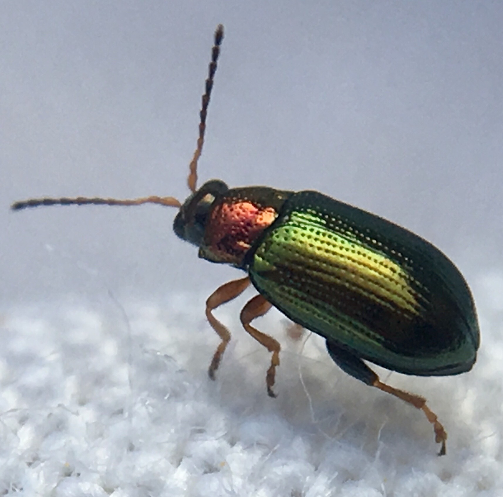 Crepidodera