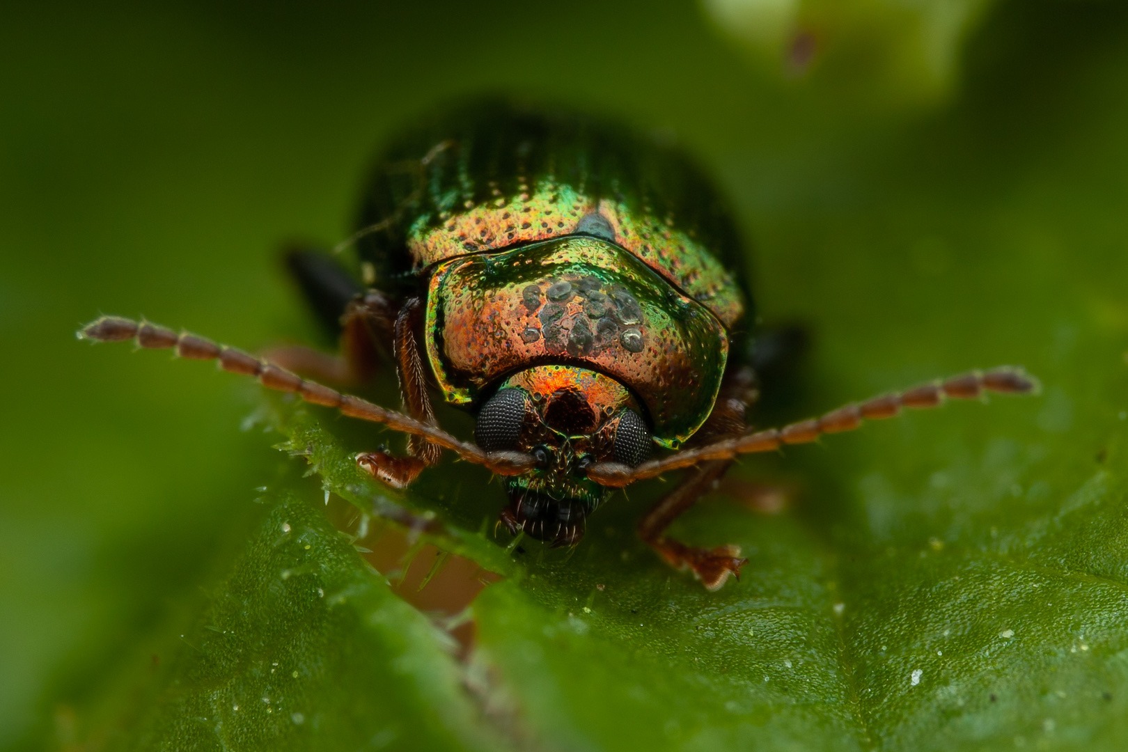 Crepidodera
