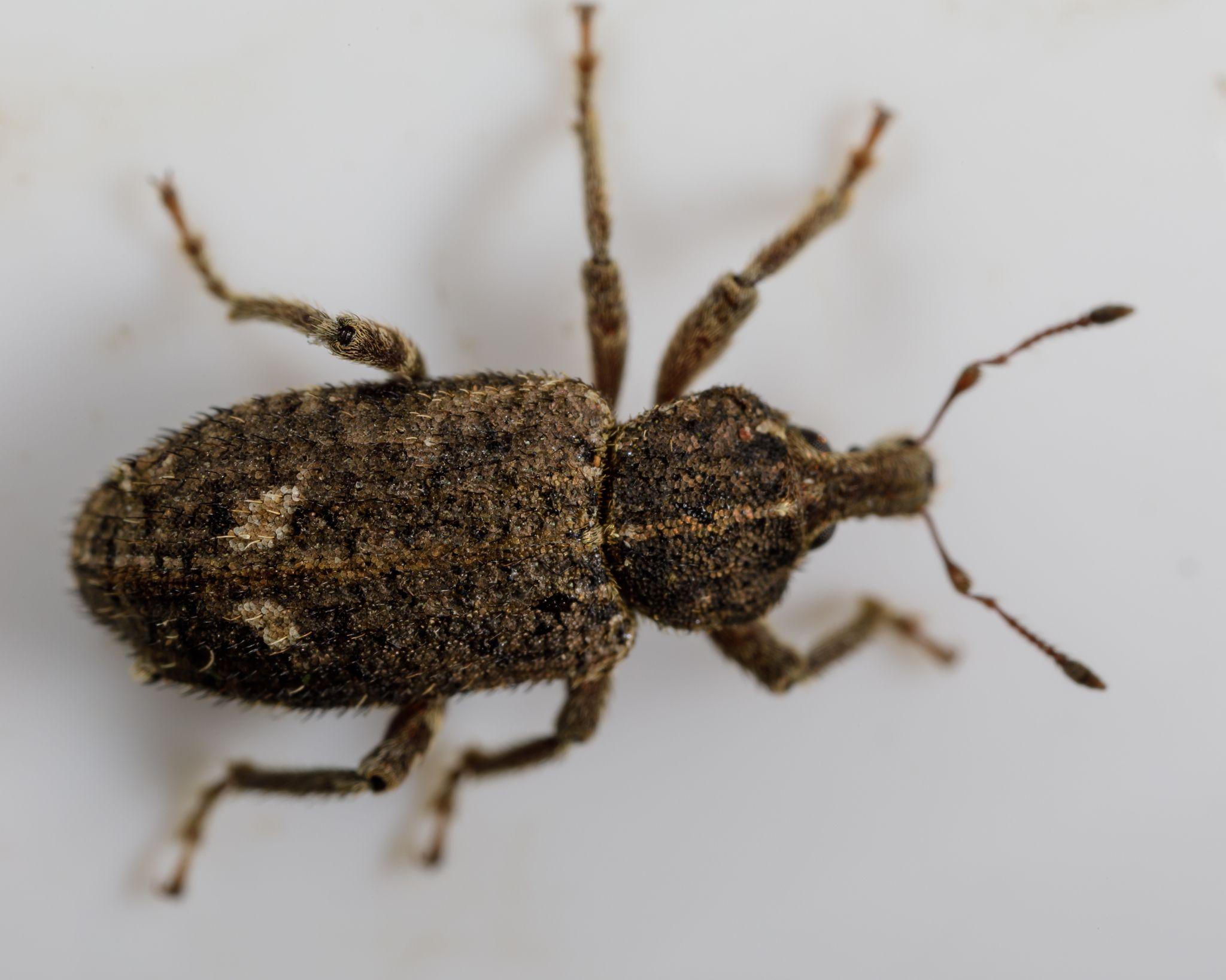 Listroderes difficilis