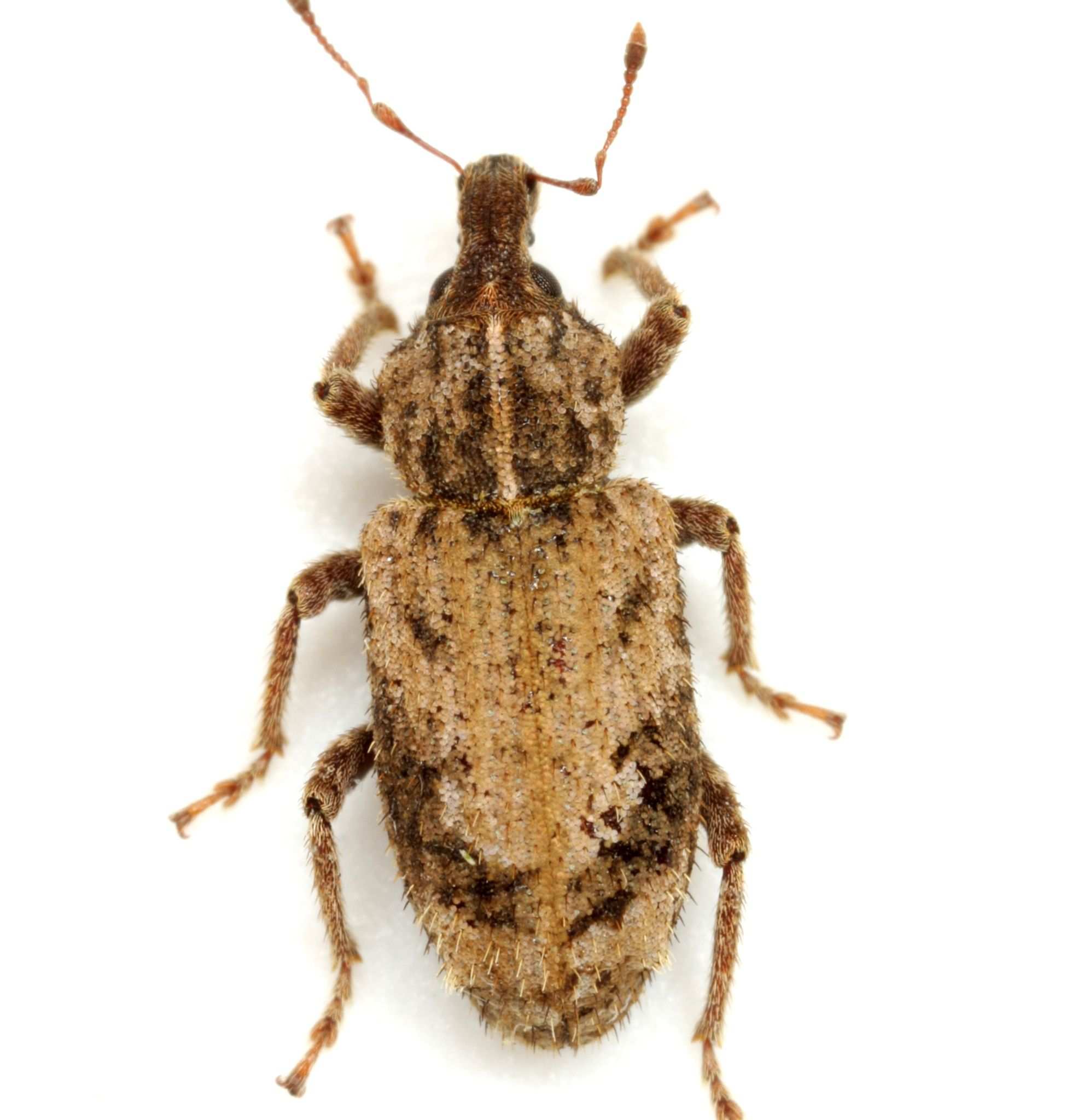 Listroderes difficilis