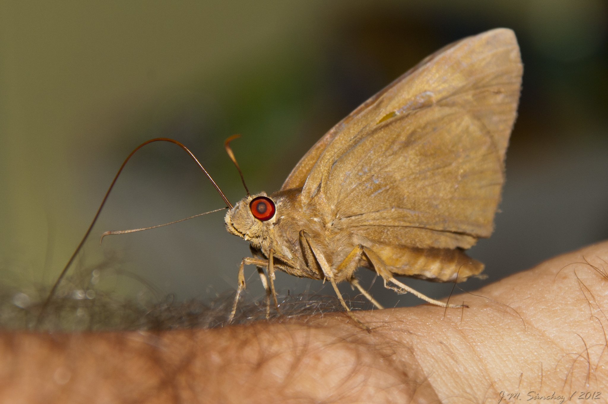 Erionota thrax