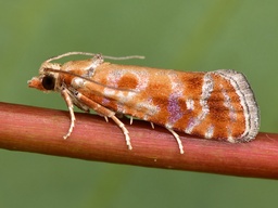 Rhyacionia buoliana