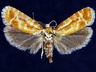 Rhyacionia buoliana