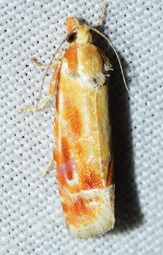 Rhyacionia buoliana