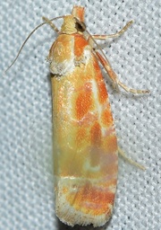 Rhyacionia buoliana