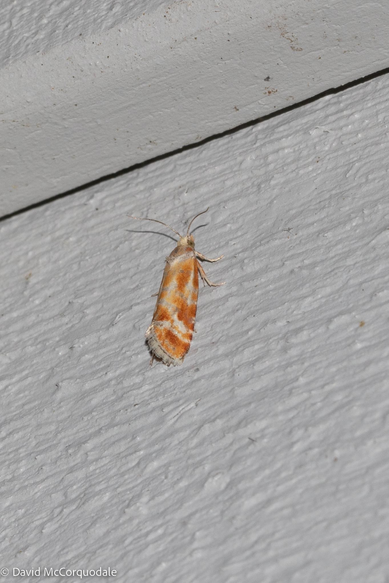 Rhyacionia buoliana