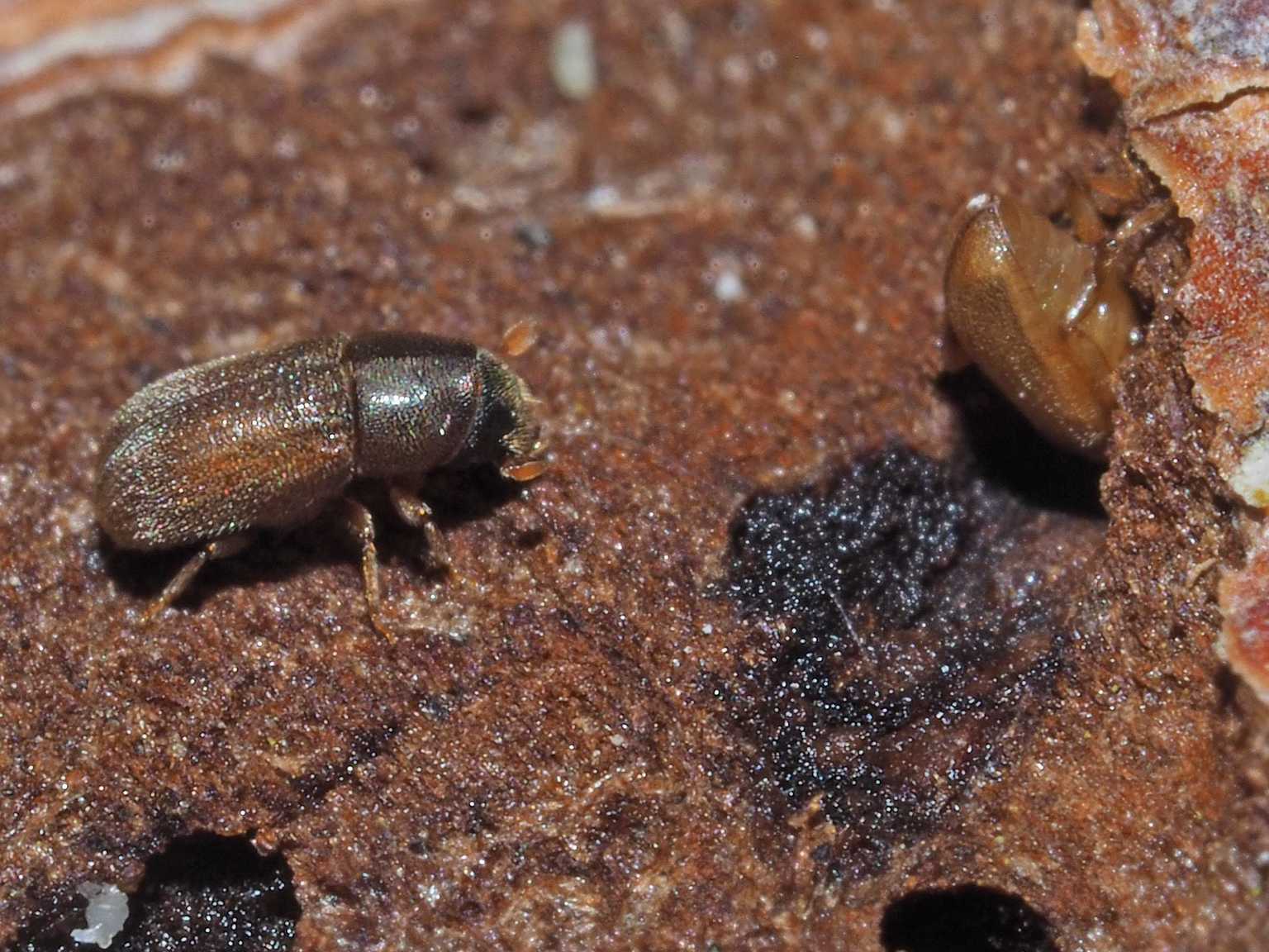 Polygraphus poligraphus