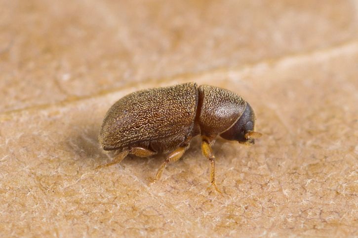 Polygraphus poligraphus