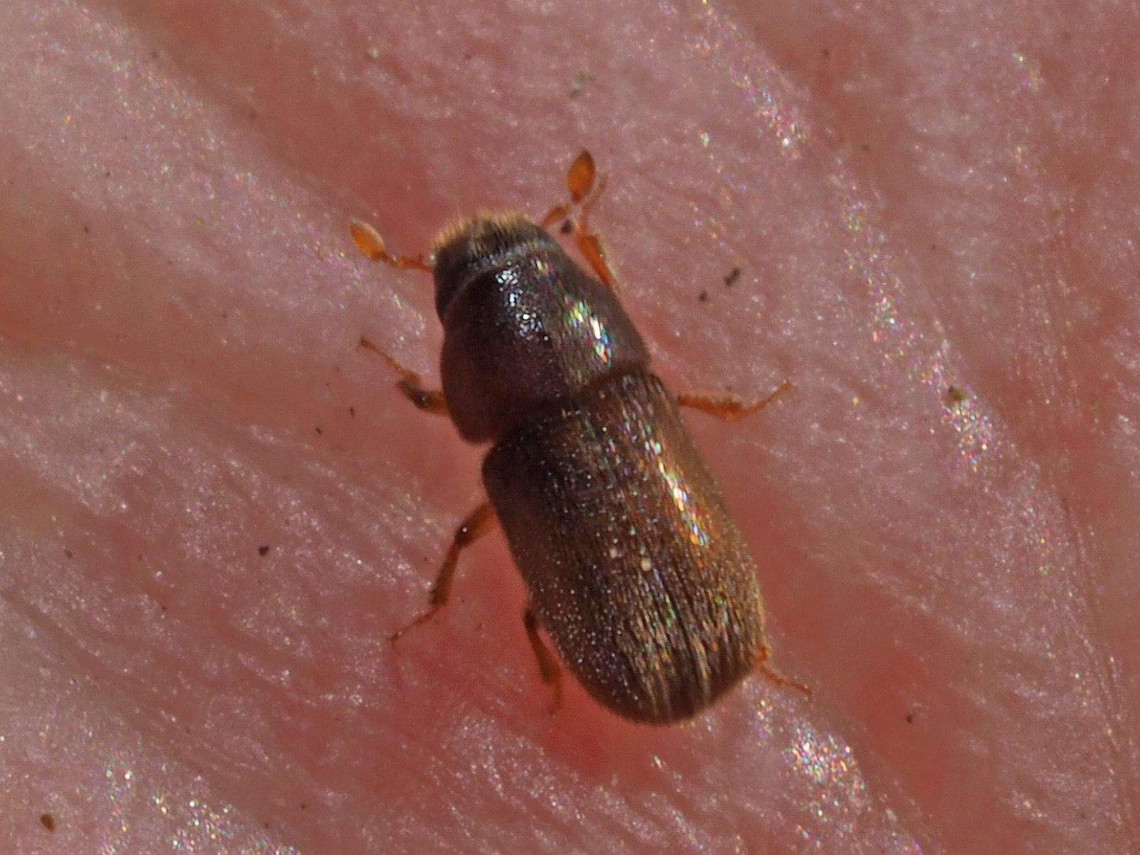 Polygraphus poligraphus