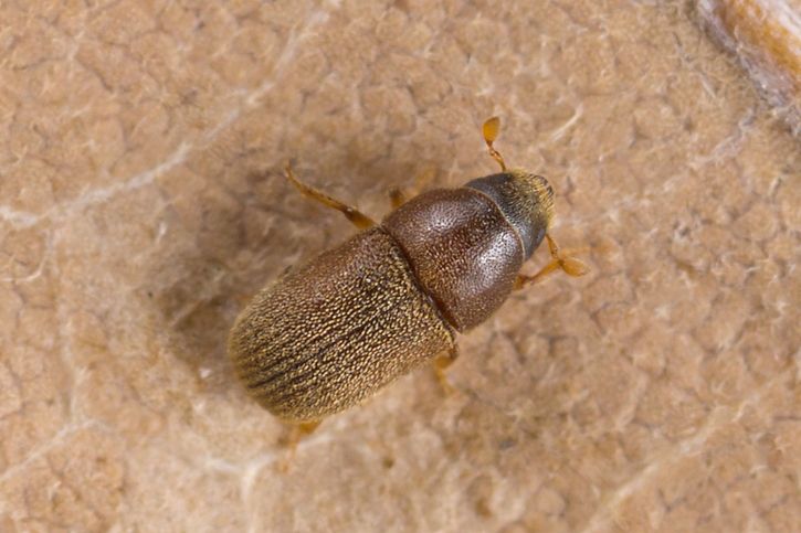 Polygraphus poligraphus