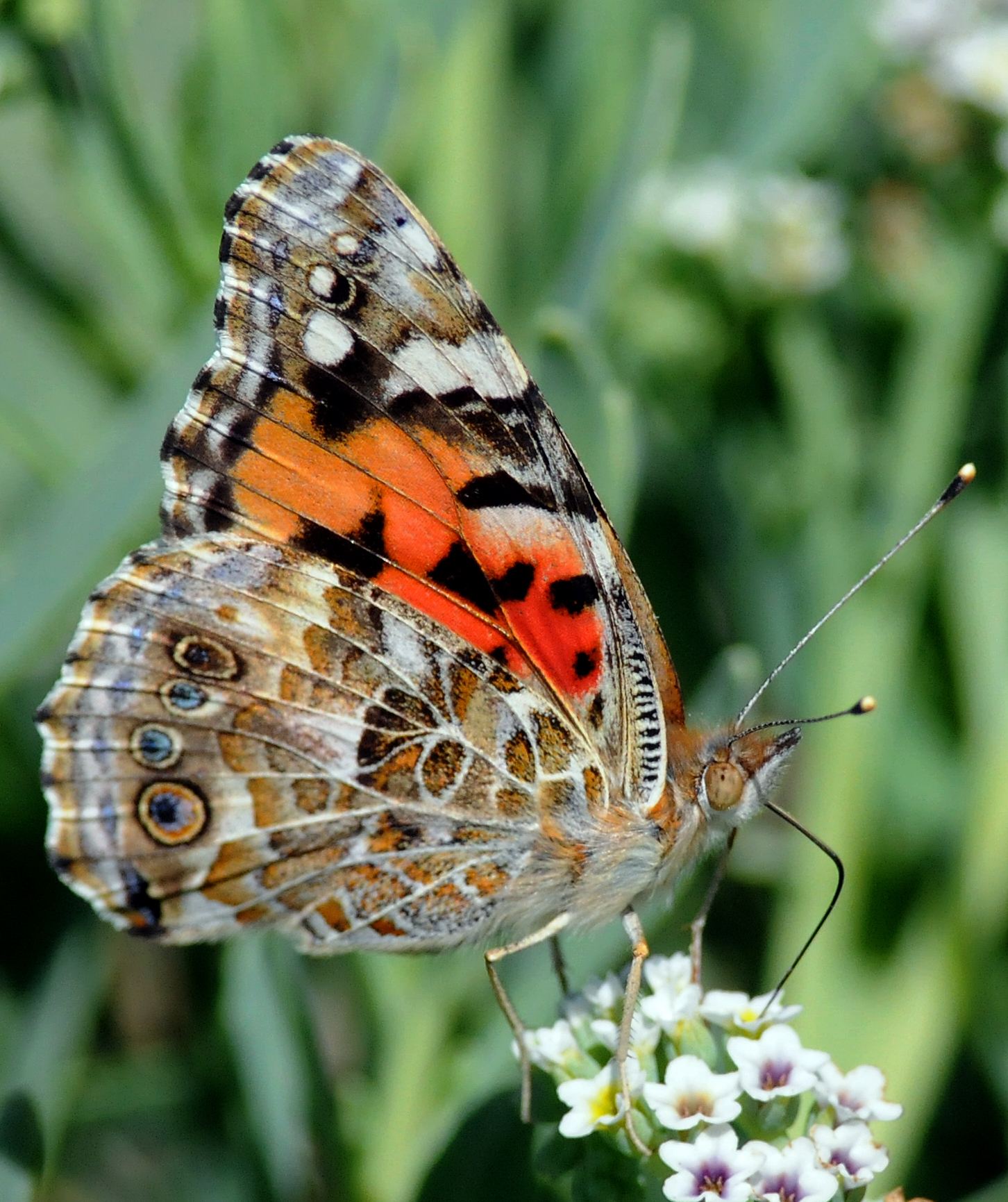 Vanessa cardui