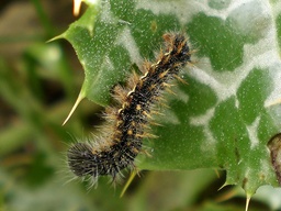 Vanessa cardui