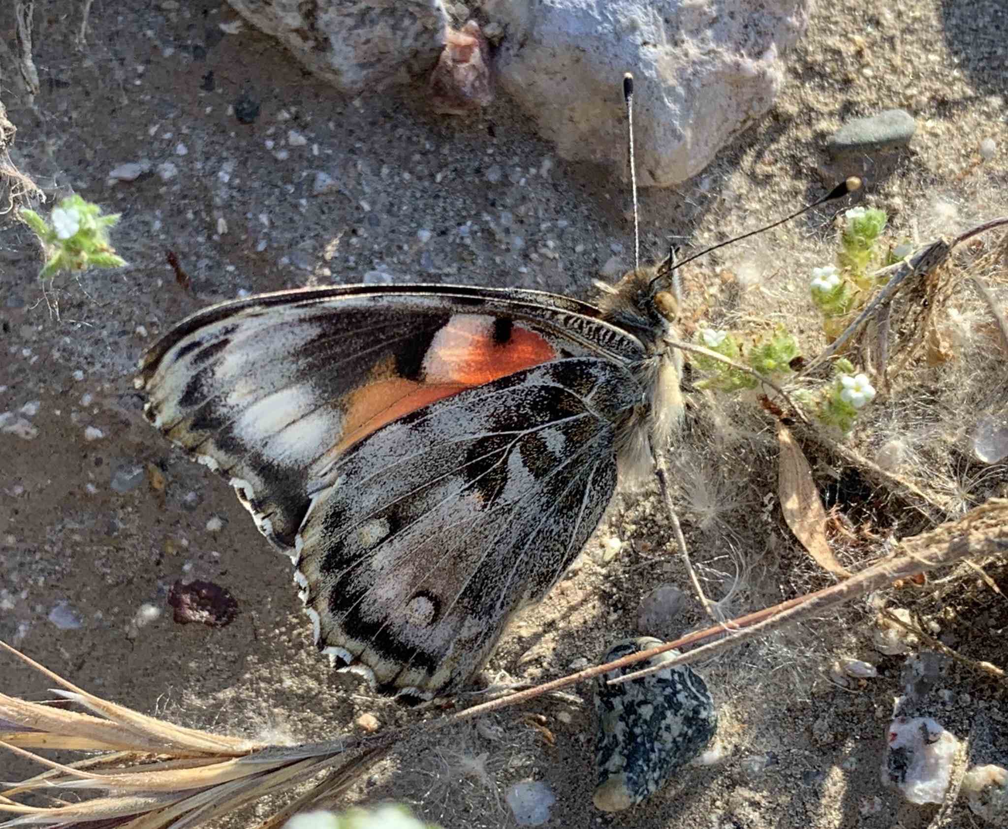 Vanessa cardui