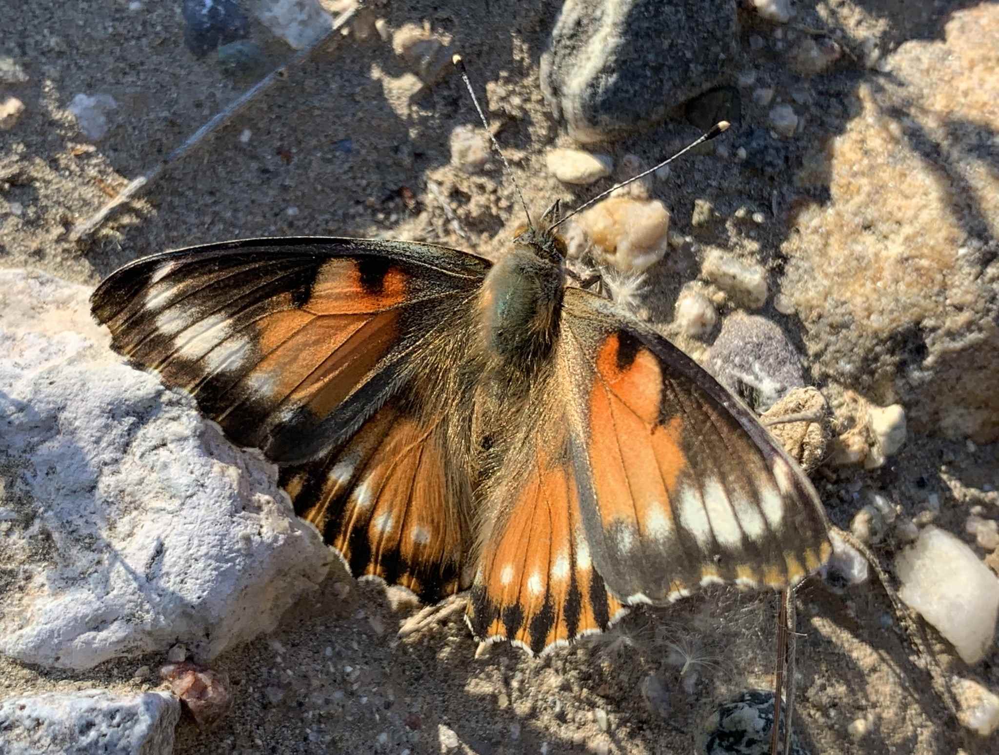 Vanessa cardui